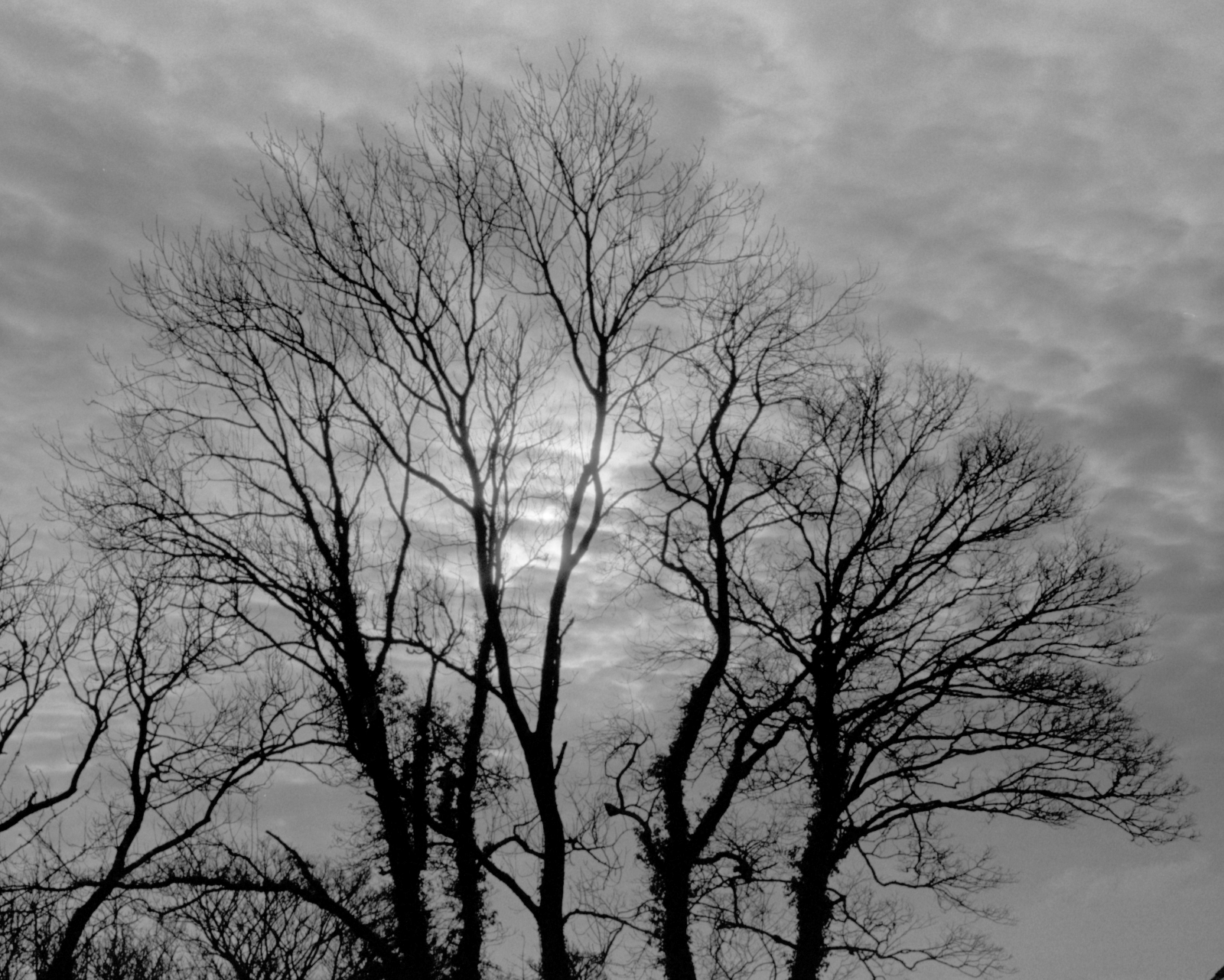 Winter Sunlight